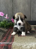 Precious, a female Pembroke Welsh Corgi for sale in Mayslick, KY – 3 of 7