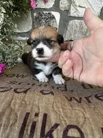 AKC Prince, a male Pembroke Welsh Corgi for sale in Mayslick, KY – 2 of 6