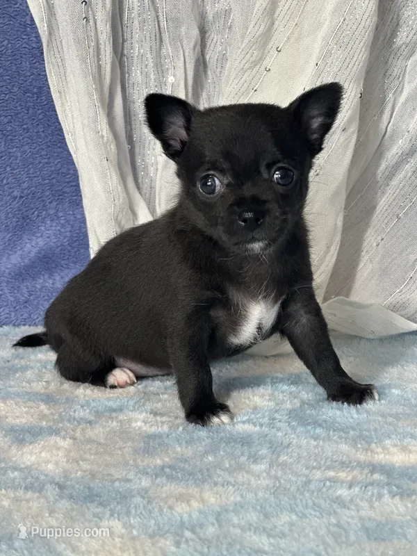 Camille – Chihuahua puppy for sale in Mayslick, KY