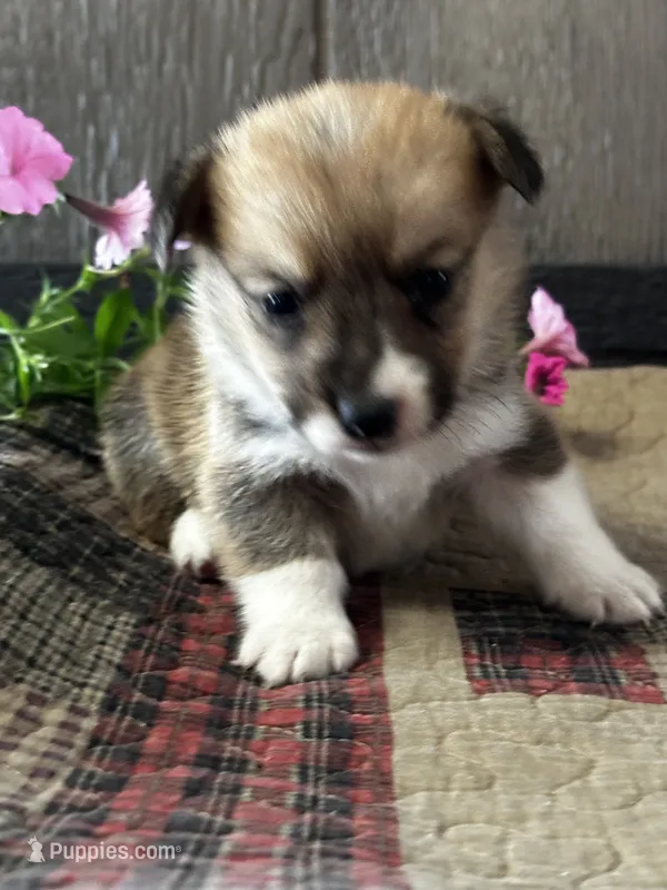 AKC Pongo – Pembroke Welsh Corgi puppy for sale in Mayslick, KY