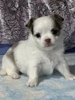 CKC Charlotte, a female Chihuahua for sale in Mayslick, KY – 9 of 9