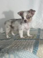 CKC Claudia, a female Chihuahua for sale in Mayslick, KY – 1 of 10