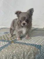 AKC Carson, a male Chihuahua for sale in Mayslick, KY – 7 of 10