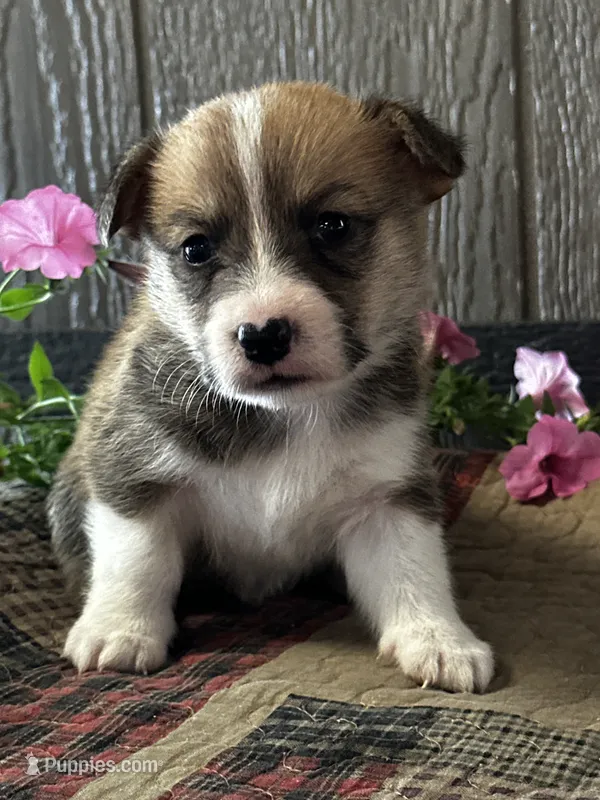 AKC Preston – Pembroke Welsh Corgi puppy for sale in Mayslick, KY