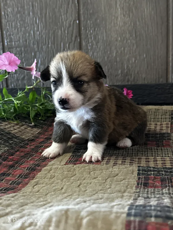Precious – Pembroke Welsh Corgi puppy for sale in Mayslick, KY