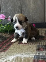Precious, a female Pembroke Welsh Corgi for sale in Mayslick, KY – 7 of 7