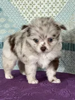 AKC Carla, a female Chihuahua for sale in Mayslick, KY – 7 of 9