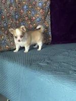 AKC Crystal, a female Chihuahua for sale in Mayslick, KY – Photo 8 of 10