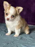 AKC Crystal, a female Chihuahua for sale in Mayslick, KY – Photo 6 of 10