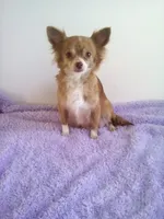 AKC Crystal, a female Chihuahua for sale in Mayslick, KY – Photo 10 of 10