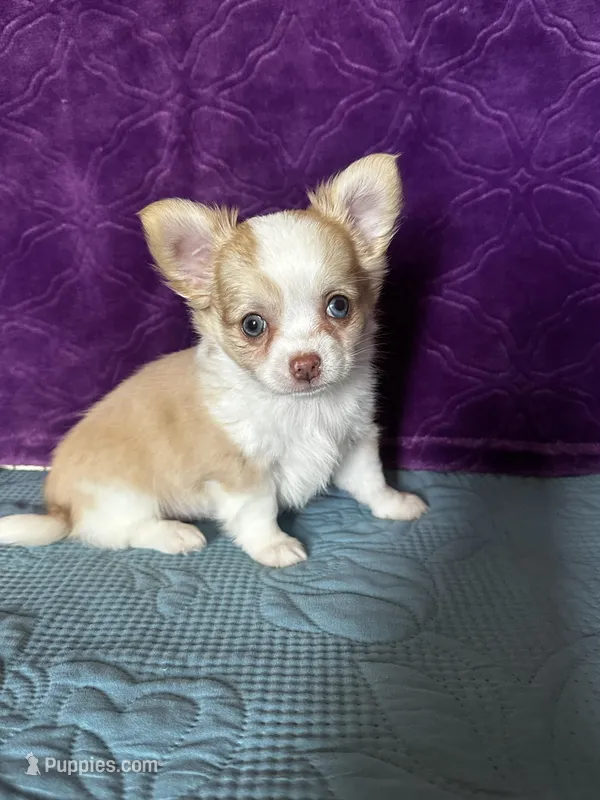 AKC Crystal – Chihuahua puppy for sale in Mayslick, KY