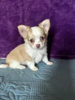 AKC Crystal, a female Chihuahua for sale in Mayslick, KY – Photo 2 of 10