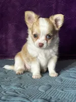 AKC Crystal, a female Chihuahua for sale in Mayslick, KY – Photo 3 of 10