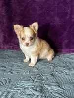 AKC Crystal, a female Chihuahua for sale in Mayslick, KY – Photo 7 of 10