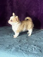 AKC Crystal, a female Chihuahua for sale in Mayslick, KY – Photo 4 of 10