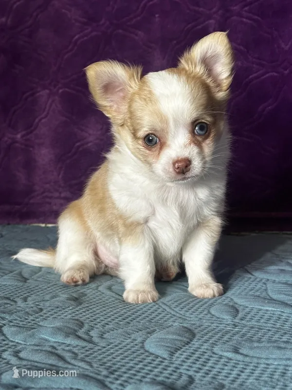 AKC Crystal – Chihuahua puppy for sale in Mayslick, KY