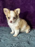 AKC Crystal, a female Chihuahua for sale in Mayslick, KY – Photo 5 of 10