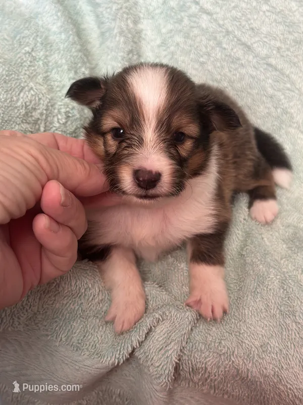 Shiloh – Shetland Sheepdog puppy for sale in Mayslick, KY