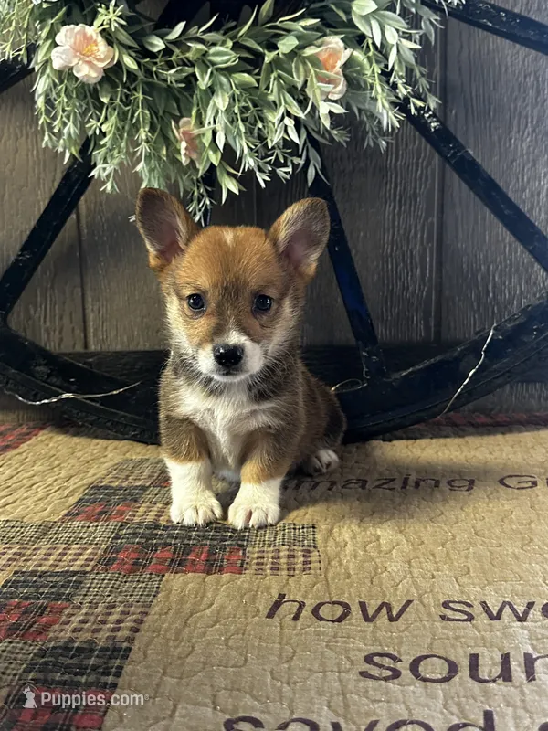 Presley – Pembroke Welsh Corgi puppy for sale in Mayslick, KY