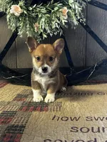 Presley, a male Pembroke Welsh Corgi for sale in Mayslick, KY – 3 of 10