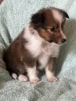AKC Shiloh, a male Shetland Sheepdog for sale in Mayslick, KY – 5 of 10