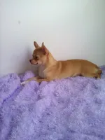 Caramel, a female Chihuahua for sale in Mayslick, KY – 2 of 10