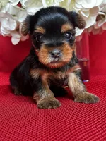 Yolo, a male Yorkshire Terrier for sale in Mayslick, KY – Photo 2 of 8