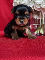 Yolo, a male Yorkshire Terrier for sale in Mayslick, KY – Photo 3 of 8