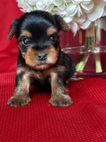 Yolo, a male Yorkshire Terrier for sale in Mayslick, KY – Photo 5 of 8