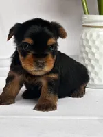 Yolo, a male Yorkshire Terrier for sale in Mayslick, KY – Photo 8 of 8