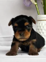 Yolo, a male Yorkshire Terrier for sale in Mayslick, KY – Photo 7 of 8
