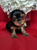 Yolo, a male Yorkshire Terrier for sale in Mayslick, KY – Photo 4 of 8