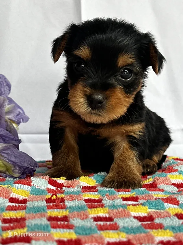 Yolo – Yorkshire Terrier puppy on hold in Mayslick, KY