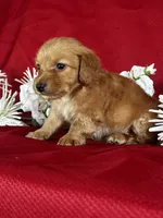 Duke, a male Miniature Dachshund for sale in Mayslick, KY – 6 of 8