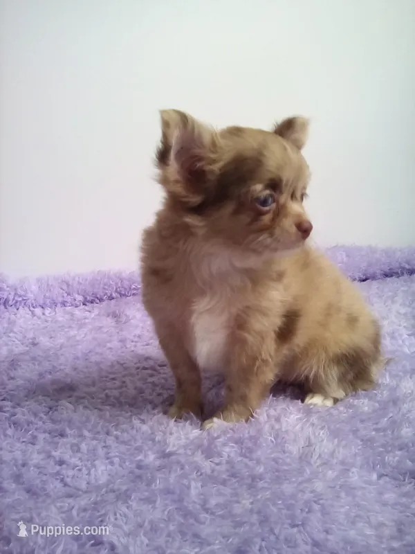 AKC Cassandra – Chihuahua puppy for sale in Mayslick, KY
