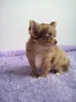 AKC Cassandra, a female Chihuahua for sale in Mayslick, KY – 2 of 4