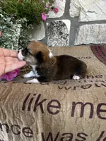 AKC Prince, a male Pembroke Welsh Corgi for sale in Mayslick, KY – 5 of 6