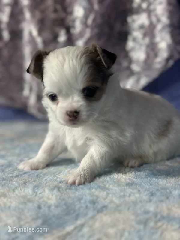 CKC Charlotte – Chihuahua puppy for sale in Mayslick, KY