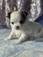 CKC Charlotte, a female Chihuahua for sale in Mayslick, KY – 3 of 9
