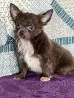 AKC Charlie, a male Chihuahua for sale in Mayslick, KY – 10 of 10