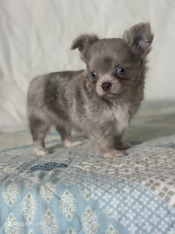 AKC Carson – Chihuahua puppy for sale in Mayslick, KY