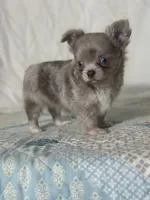 AKC Carson, a male Chihuahua for sale in Mayslick, KY – 4 of 10