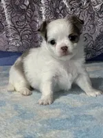 CKC Charlotte, a female Chihuahua for sale in Mayslick, KY – 7 of 9