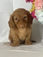 Dana (long-haired) , a female Miniature Dachshund for sale in Mayslick, KY – 8 of 9