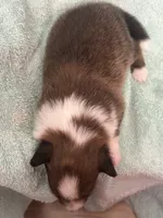 Shiloh, a male Shetland Sheepdog for sale in Mayslick, KY – 6 of 6