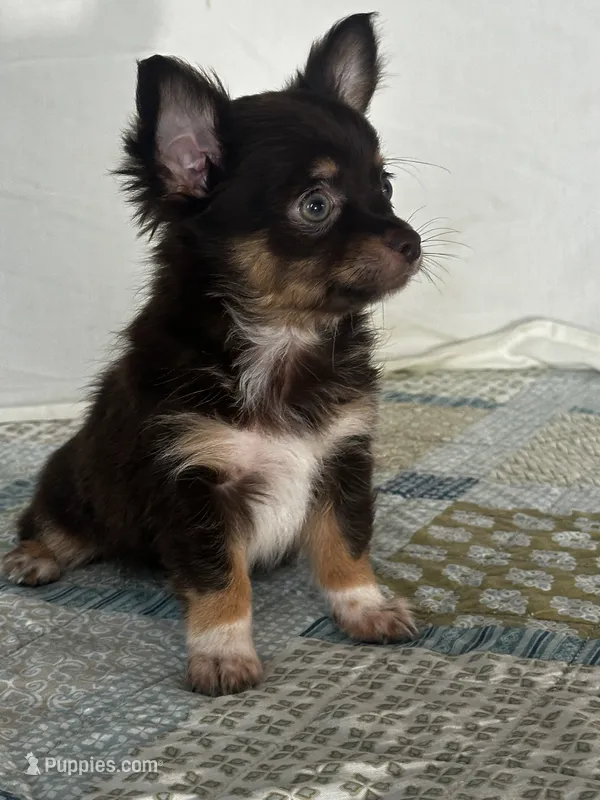 CKC Cleo – Chihuahua puppy for sale in Mayslick, KY