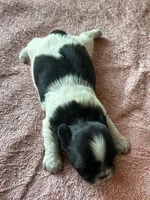 CKC Shelly, a female Shih Tzu for sale in Mayslick, KY – Photo 6 of 7