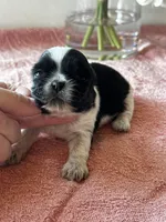 CKC Shelly, a female Shih Tzu for sale in Mayslick, KY – Photo 3 of 7
