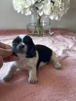 CKC Shelly, a female Shih Tzu for sale in Mayslick, KY – Photo 1 of 7