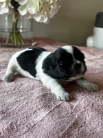 CKC Shelly, a female Shih Tzu for sale in Mayslick, KY – Photo 4 of 7